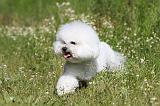 BICHON FRISE 434